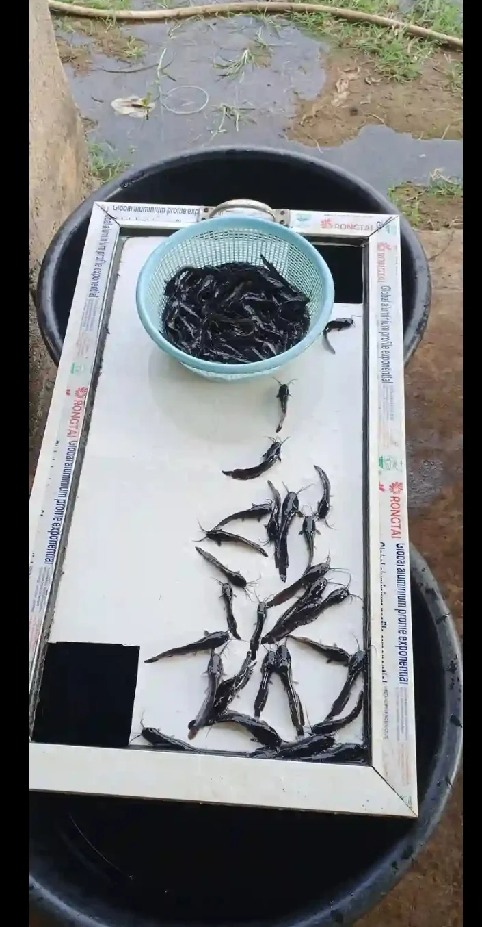 Juvenile Catfish